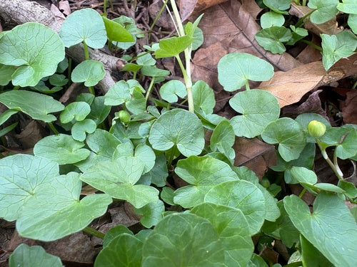 Kleinere kool — foto 3 van 9