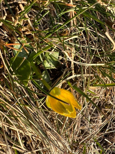 Kleinere kool — Bild 4