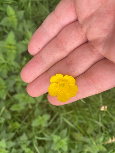 Pittige boterbloem — Bild 4