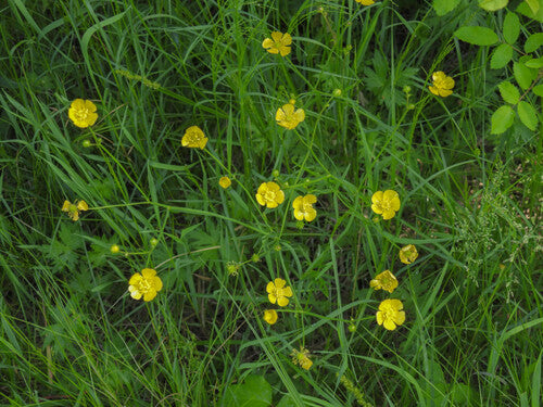 Pittige boterbloem — Bild 5