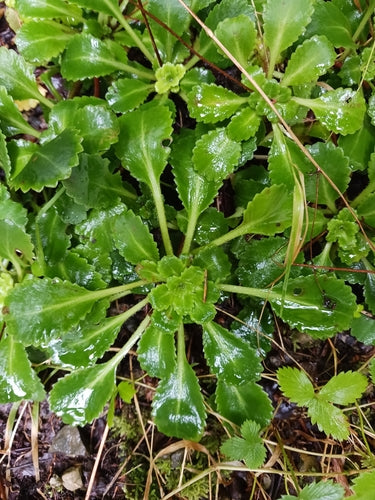 Schaduw steenbreek — foto 4 van 4