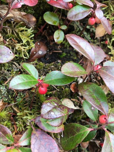 Mockberry — Bild 5