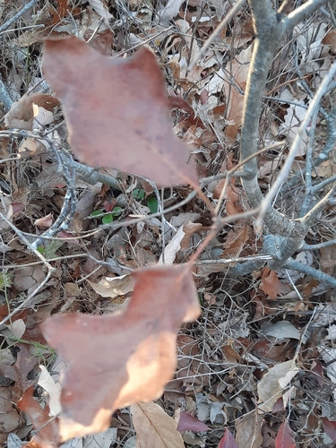 Mockberry — Bild 2