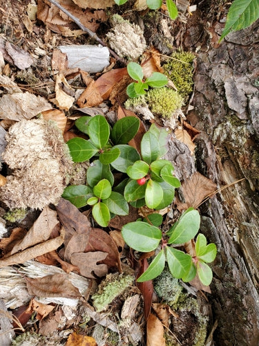 Mockberry — Bild 1