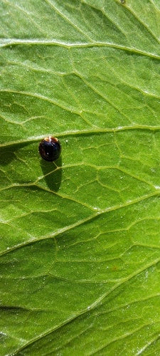 Schaal lieveheersbeestje — Bild 2