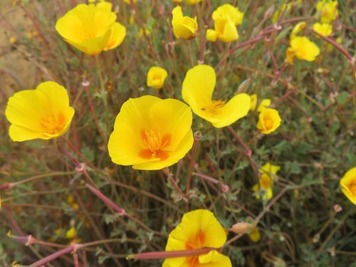 Opium-maanzaad — Bild 4