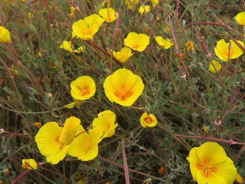 Opium-maanzaad — Bild 3