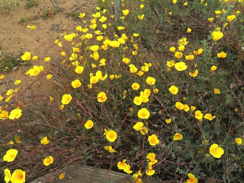 Opium-maanzaad — Bild 2