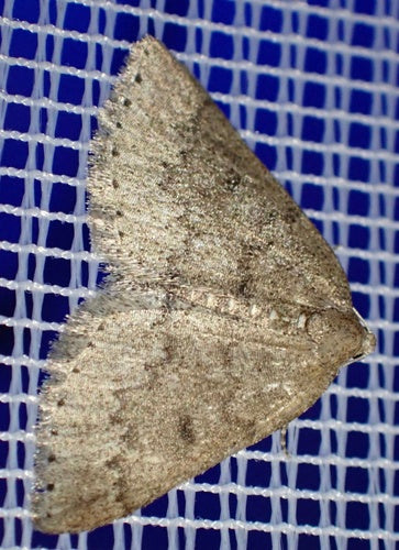 Sleedoorn witte vlinder — Bild 3