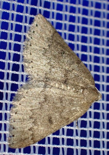 Sleedoorn witte vlinder — Bild 4