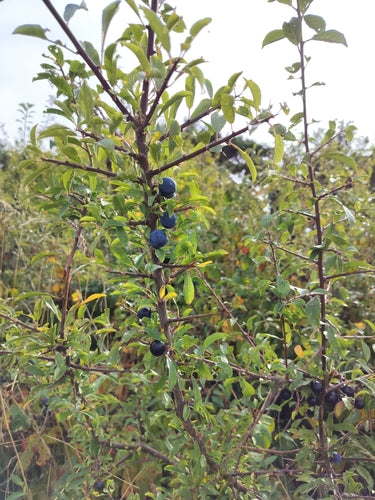 sleedoorn — Bild 6