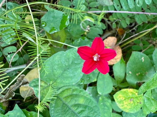 Spleetbladige ochtendglorie — Bild 4