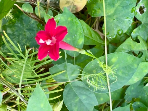 Spleetbladige ochtendglorie — Bild 3
