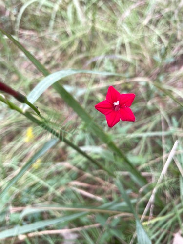 Spleetbladige ochtendglorie — Bild 1