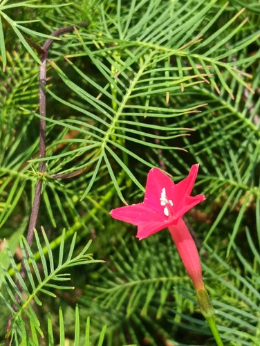 Spleetbladige ochtendglorie — Bild 5