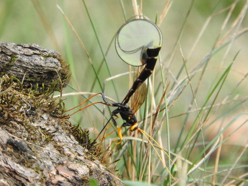 Parasitaire wespen — Bild 5