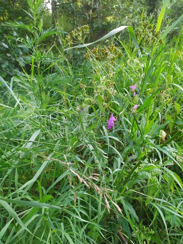 Smalbladige wikke — Bild 4