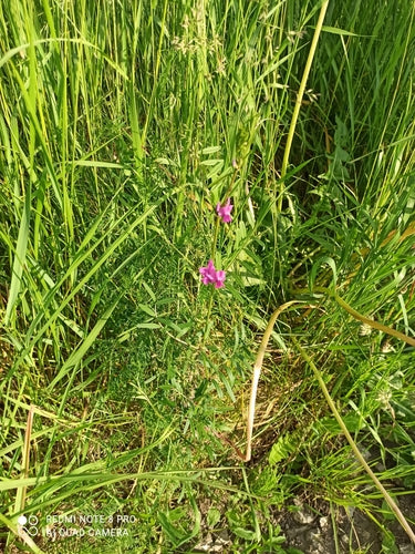 Smalbladige wikke — Bild 1