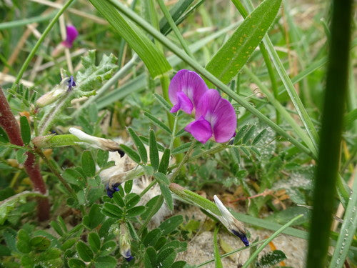 Smalbladige wikke — Bild 3