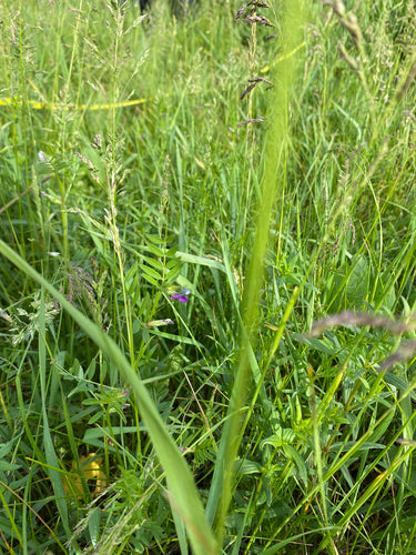 Smalbladige wikke — Bild 2