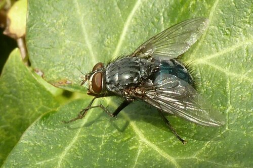 Schmeißfliege - Bild 6