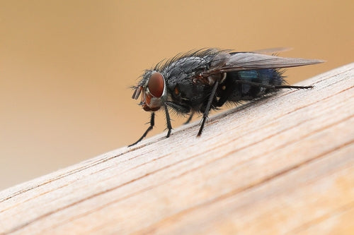 Schmeißfliege - Bild 1