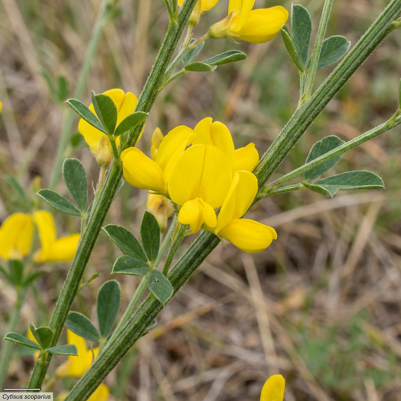 Vlinderblauwtje