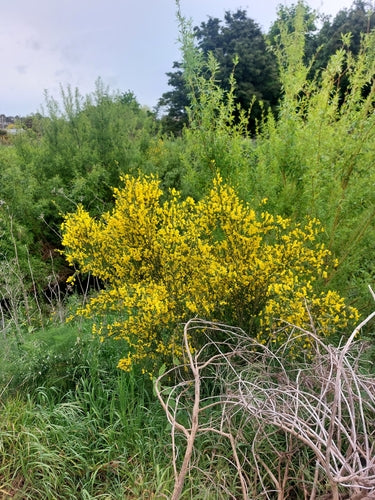 Vlinderblauwtje — Bild 2