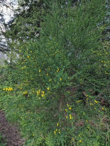Vlinderblauwtje — Bild 5