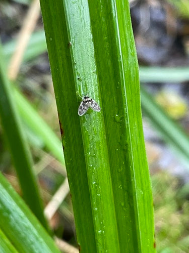 Vlindermuggen — Bild 4