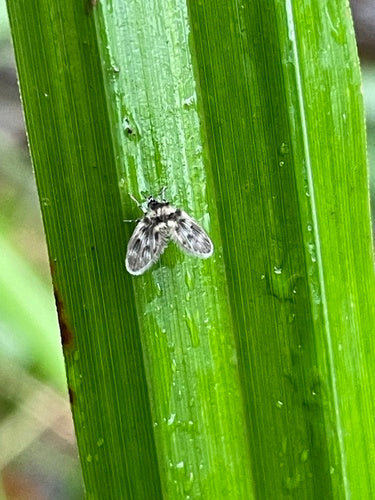 Vlindermuggen — Bild 5