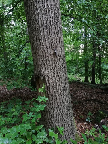 slakken — Bild 2