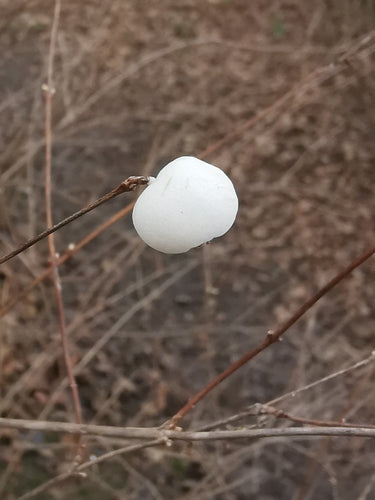 Sneeuwbes — Bild 3