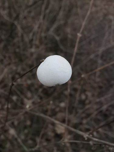 Sneeuwbes — Bild 2