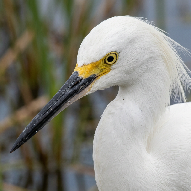 Besneeuwde zilverreiger (Egretta thula), AI-illustratie