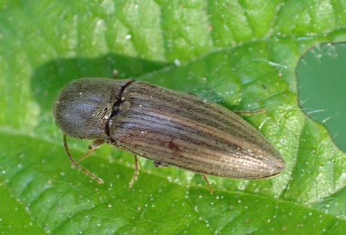 Klikkevers (geslacht Agriotes) — foto 4 van 11