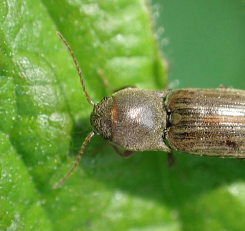 Klikkevers (geslacht Agriotes) — foto 5 van 11