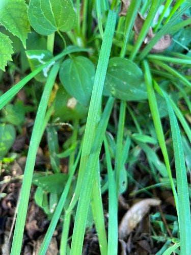 bieslook knoflook — Bild 5