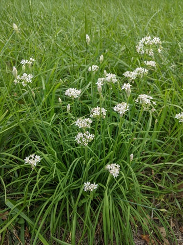 bieslook knoflook — Bild 2