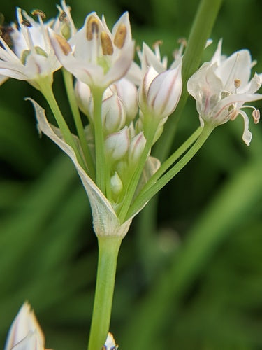 bieslook knoflook — Bild 1