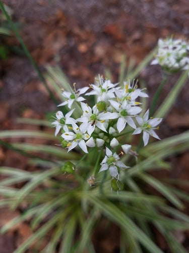 bieslook knoflook — Bild 3