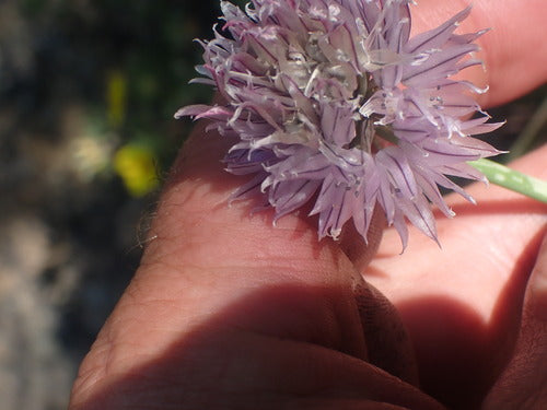 bieslook — Bild 5