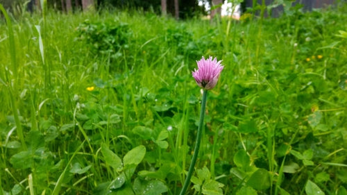 bieslook — Bild 4