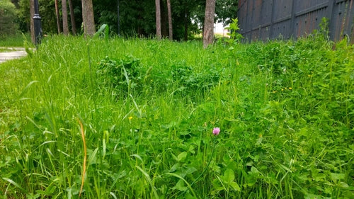 bieslook — Bild 3