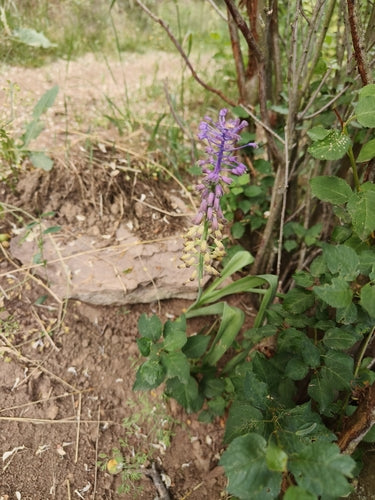 Gekuifde druivenhyacint — foto 5 van 9