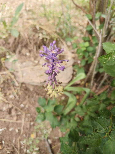 Gekuifde druivenhyacint — foto 4 van 9