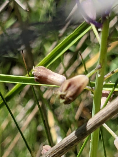 Gekuifde druivenhyacint — Bild 5