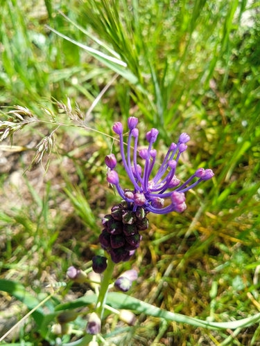 Gekuifde druivenhyacint — foto 3 van 9