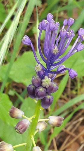 Gekuifde druivenhyacint — Bild 4