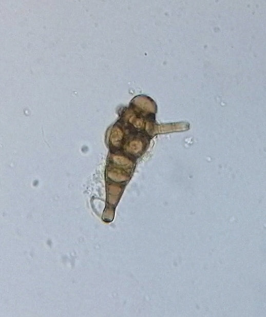 Alternaria — foto 4 van 8